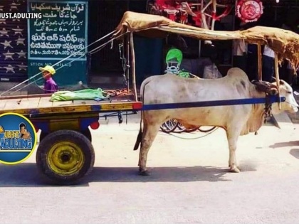 The owner did the jugaad to save the bull from the sun, the photo went viral on social media | बैल को धूप से बचाने के लिए मालिक ने किया जुगाड़, सोशल मीडिया पर फोटो वायरल