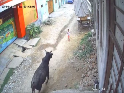 Bull gores 4-year-old child in Aligarh, video goes viral | Watch: अलीगढ़ में 4 साल की मासूम बच्ची को आवारा सांड ने बुरी तरह से कुचला, घटना का वीडियो हुआ वायरल