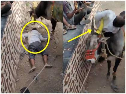 Bulls create havoc during festival in Karnataka vijayapura attack injure 8 people | भयावह वीडियो: कर्नाटक में उत्सव के दौरान सांडों ने मचाया जमकर उत्पात, हमला कर 8 लोगों को किया घायल Bulls create havoc during festival in Karnataka vijayapura attack injure 8 people | भयावह वीडियो: कर्नाटक में उत्सव के दौरान सांडों ने मचाया जमकर उत्पात, हमला कर 8 लोगों को किया घायल