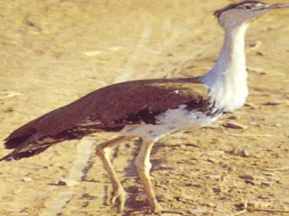 Great Indian Bustard species on extinct, know about this bird that looks like ostrich | विलुप्त होती ग्रेट इंडियन बस्टर्ड प्रजाति, जानिए शुतुरमुर्ग की तरह दिखने वाले इस खास पक्षी के बारे में