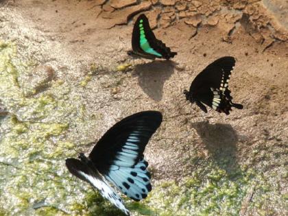 Video: 128 species of butterflies are present in Tiruchirappalli's Tropical Butterfly Conservatory, know about it | Video: तिरुचिरापल्ली के ट्रॉपिकल बटरफ्लाई कंजरवेटरी में मौजूद हैं तितलियों की 128 प्रजातियां, जानिए इसके बारे में