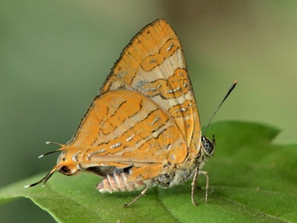 Butterfly species Conjoined Silverline discovered in forests Kodagu Western Ghats | कर्नाटक: पश्चिमी घाट के जंगलों में एक नई तितली प्रजाति 'कॉनजॉइन्ड सिल्वरलाइन' की खोज की गई