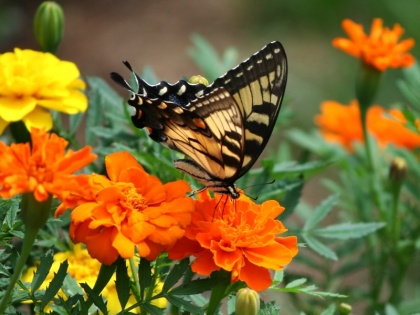 4 popular Butterfly Parks in India | सिर्फ कानपुर ही नहीं देश के इन 'तितली पार्कों' में भी देखी जा सकती हैं रंग-बिरंगी तितलियां