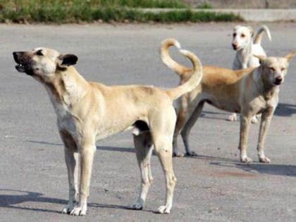 Dog attack and bite child in Bhopal city. | भोपाल में  छह वर्षीय मासूम को आवारा कुत्तों ने नोंच-नोंच कर मार डाला