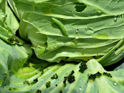 Winter diet tips : How much dangerous of cabbage tapeworm for health, side effects of cabbage in Hindi | सावधान! अभी गलती से भी न खायें ये पत्तेदार सब्जी, दिमाग में घुस सकता है कीड़ा, लकवे का भी खतरा