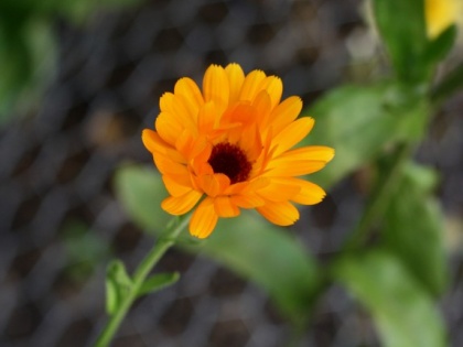 health benefits of calendula marigold for, vaginal dryness, skin swelling, eye inflammation, fever | योनि का सूखापन, अनिद्रा, बुखार जैसी इन 6 समस्याओं का रामबाण इलाज है ये पीला फूल