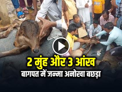 Calf with 2 Mouths and 3 Eyes Was Born in Baghpat Crowd Gathered to see it video goes viral | VIDEO: 2 मुंह और 3 आंख, बागपत में जन्मा अनोखा बछड़ा, देखें वायरल वीडियो Calf with 2 Mouths and 3 Eyes Was Born in Baghpat Crowd Gathered to see it video goes viral | VIDEO: 2 मुंह और 3 आंख, बागपत में जन्मा अनोखा बछड़ा, देखें वायरल वीडियो