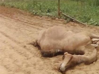 in rajasthan camel enter in field its feet cut his with axed and death three accused arrest | राजस्थान का दिल दहलाने वाला मामला, खेत में घुसने पर कुल्हाड़ी से काटा ऊंटनी का पैर, हुई मौत
