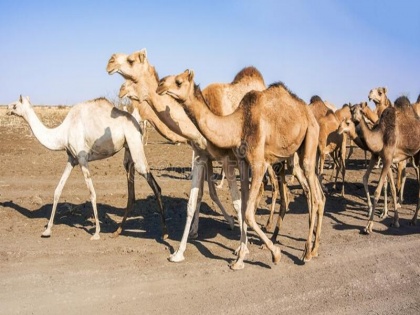 25 camels died after drinking contaminated water in Gujarat's Bharuch 5 missing | गुजरातः भरूच जिले में काछीपुरा से चंचवेल गांव चरने गए 25 ऊंटों की हुई मौत, 5 लापता, सामने आई ये बात