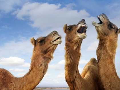 Rajasthan jaipur CM Ashok Gehlot Desert ship verge extinction crisis over camel 35% reduction | लुप्त होने के कगार पर रेगिस्तान का जहाज, ऊंटों के अस्तित्व पर संकट, 35 प्रतिशत की भारी कमी