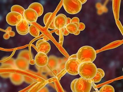 US reports outbreak of untreatable fungus candida auris, what is candida auris, causes and symptoms in Hindi | कोरोना के बीच अमेरिका में मिले घातक फंगस 'Candida auris' के मामले, एक्सपर्ट्स का दावा लाइलाज है ये बीमारी