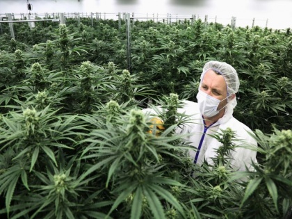 Cannabis- marijuana legal in canada know its uses and side effects | कनाडा में भांग Cannabis को कानूनी मंजूरी, मतली, उल्टी, चिंता, तनाव, गठिया, बुखार का इलाज है ये पौधा