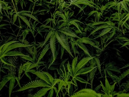 people had planted cannabis plants in kerala police searching those people | विश्व पर्यावरण दिवस पर रोपे थे पौधे, जानिए अब पुलिस हाथ धोकर क्यों पड़ गई है पीछे