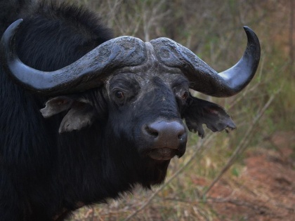 Delhi zoo’s last lone Cape Buffalo dies after eating plastic | दिल्ली: चिड़ियाघर में प्लास्टिक खाने के चलते दुर्लभ जंगली भैंसे की मौत, केवल अफ्रीका में पाई जाती है ये प्रजाति