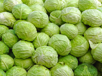 Benefits of Cabbage Keeps heart healthy prevents cancer improves digestion and increases immunity | पत्तागोभी के फायदे: दिल को रखे स्वस्थ, कैंसर से भी बचाव, पाचन में सुधार और रोग प्रतिरोधक क्षमता बढाए, जानिए इसके गुण