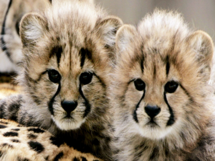 Namibian cheetah Jwala gives birth to three cubs in Kuno National Park | वीडियो: कूनो राष्ट्रीय उद्यान से फिर आई खुशखबरी, मादा चीता ज्वाला ने तीन शावकों को जन्म दिया