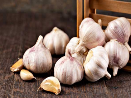Garlic health benefits lahsun khane ke fayde kachha lahsun kaise khayen Male Fertility | Garlic health benefits: लहसुन की सिर्फ 2 कलियां खाने से मिलेंगे चमत्कारी फायदे, कई बीमारियों से लड़ने में है सक्षम