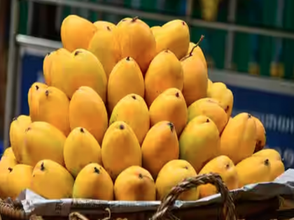Calcium carbide used for ripening mangoes is extremely dangerous can cause serious health issues | कहीं आप भी जहर में डुबाकर पकाया गया आम तो नहीं खा रहे! कैल्शियम कार्बाइड है बेहद खतरनाक, जानें इसके नुकसान