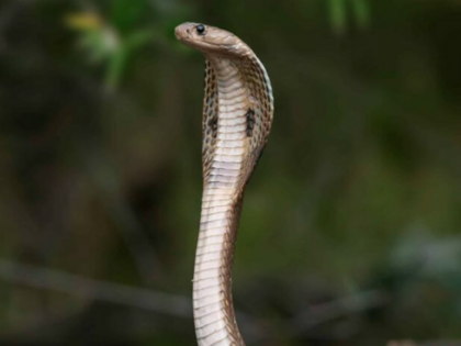 snakebite About 50,000 people lose lives every year BJP MP Rajiv Pratap Rudy in the Lok Sabha | भारत में सांप के काटने से हर साल जान गंवाते हैं 50 हजार लोग, दुनिया में सबसे ज्यादा, बीजेपी सांसद ने लोकसभा में उठाया मुद्दा snakebite About 50,000 people lose lives every year BJP MP Rajiv Pratap Rudy in the Lok Sabha | भारत में सांप के काटने से हर साल जान गंवाते हैं 50 हजार लोग, दुनिया में सबसे ज्यादा, बीजेपी सांसद ने लोकसभा में उठाया मुद्दा