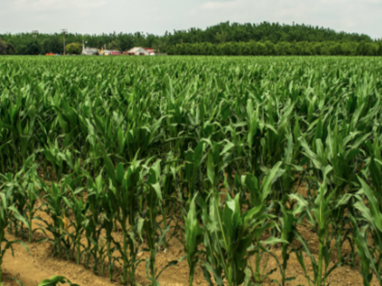 Blog Pankaj Chaturvedi National policy should be made on genetically modified crops | ब्लॉग: आनुवांशिक रूप से संवर्धित फसलों पर बननी चाहिए राष्ट्रीय नीति