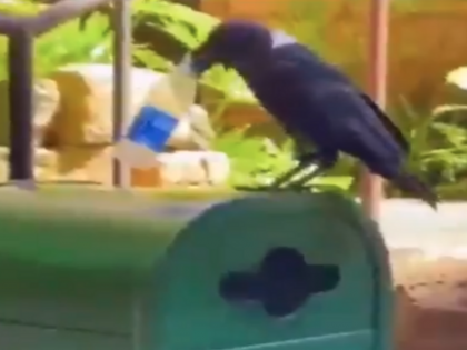 Viral Video crow put the plastic bottle in the dustbin disadvantages of plastic | Viral Video: ये है दुनिया का सबसे समझदार कौआ, इंसान की गलती सुधार रहा है, प्लास्टिक की बोतल को सही जगह पहुंचाया