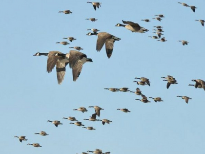 record can be made in the number of migratory birds coming to Kashmir | कश्मीर आने वाले प्रवासी पक्षियों की संख्या का बन सकता है रिकॉर्ड, रूस, साईबेरिया और मध्य एशिया से आने का सिलसिला जारी