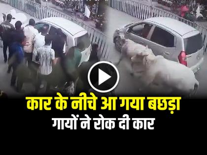Car Hit the Calf and Drags the cows stopped the car video goes viral | VIDEO: कार के नीचे आ गया बछड़ा, गायों ने रोक दी कार, देखें वायरल वीडियो