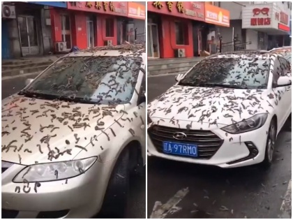 cars covered by what looked like worms in Chinese province of Liaoning viral video | Video:चीन के आसमान से हुई "कीड़ों की बारिश", रास्ते और गाड़ियों पर लदे दिखे कीड़े, क्लिप देख सोशल मीडिया यूजर्स ने कहा- "यह दुनिया का अंत है"