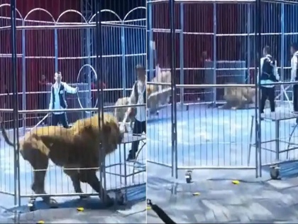 Lions Break Circus Enclosure In China, Audience Run In Chaos | Video: चीन में शेरों ने तोड़ा सर्कस का घेरा, दर्शकों में मची अफरा-तफरी, जान बचाने के लिए इधर-उधर भागते नजर आए लोग