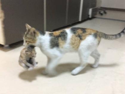 in Turkey Cat reached hospital with sick child in jaw photo viral | बीमार बच्चे को जबड़े में लेकर अस्पताल पहुंची बिल्ली! डॉक्टर हुए भावुक, देखिए तस्वीरें