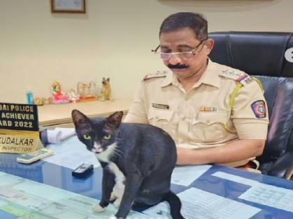 Viral Video mumbai police Cat captured the senior inspector's chair seen in full swag watch funny video | Viral Video: सीनियर इंस्पेक्टर की कुर्सी पर बिल्ली ने किया कब्जा, फुल स्वैग में आई नजर; देखें मजेदार वीडियो