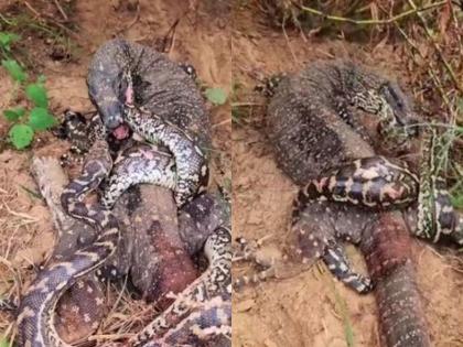 Fight between python and dragon fight was so dangerous video goes viral | Watch: अजगर-ड्रैगन के बीच हुई खूनी भिड़ंत, जानिए क्या हुआ इस जंग का अंजाम, लड़ाई इतनी खतरनाक कि सोशल मीडिया पर लगी कमेंट्स की आग
