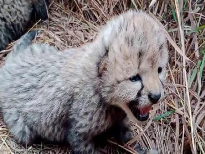 Cheetah In Kuno: Female Cheetah Asha gives birth to 3 cubs in Kuno National Park | Cheetah In Kuno: कूनो नेशनल पार्क में मादा चीता आशा ने 3 शावकों को दिया जन्म