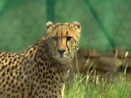 Madhya Pradesh:Another leopard died in Kuno: 'Shaurya' who came from Namibia died; Till now 7 leopards and 3 cubs have died | Madhya Pradesh:कुनो में एक और चीते की मौत: नामीबिया से आए 'शौर्य' ने तोड़ा दम; अब तक 7 चीते और 3 शावकों की जान गई