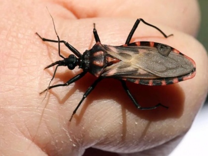 World Chagas Disease Day 2020: what is Chagas Disease, signs and symptoms, prevention in Hindi | World Chagas Disease Day 2020: जानिये कीड़ों द्वारा फैलने वाले इस रोग के लक्षण और बचने के उपाय