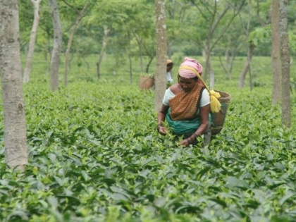 Protesters in Assam are afraid of impacting tea production, sales | असम में विरोध प्रदर्शनों से उत्पादकों को चाय उत्पादन, बिक्री पर असर पड़ने का सता रहा डर
