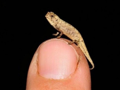 Tiny chameleon a contender for title of smallest reptile 13-5 millimetre long Madagascar and Germany | गिरगिट की नई प्रजाति, लंबाई 13.5 मिलीमीटर यानी आधा इंच से अधिक, जानिए इसके बारे में...