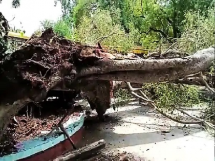 Tree falls in Chandigarh's school, student dies , Many injured | चंडीगढ़ के स्कूल में बड़ा हादसा, 250 साल पुराना पेड़ गिरा, 1 छात्रा की मौत,19 घायल