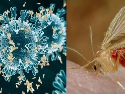 Chandipura virus in Gujarat 6 children dead 5 days Symptoms, causes all you need to know 12 cases reported several places in Gujarat | Chandipura virus in Gujarat: 5 दिन और 6 बच्चे की मौत, क्या है चांदीपुरा वायरस, बुखार, उल्टी, दस्त और सिरदर्द हो तो तुरंत सलाह लें, कैसे फैलता है... Chandipura virus in Gujarat 6 children dead 5 days Symptoms, causes all you need to know 12 cases reported several places in Gujarat | Chandipura virus in Gujarat: 5 दिन और 6 बच्चे की मौत, क्या है चांदीपुरा वायरस, बुखार, उल्टी, दस्त और सिरदर्द हो तो तुरंत सलाह लें, कैसे फैलता है...