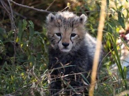 Kuno National Park Two more cheetah cubs die at Kuno National Park third this week fourth cub was stable | Kuno National Park: भारत में जन्मे चीते के दो और शावकों की मौत, तीन दिन में 3 की गई जान, चौथे शावक की हालत स्थिर