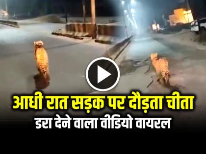 Cheetah running on the road at night video goes viral on social media | VIDEO: आधी रात सड़क पर दौड़ता चीता, डरा देने वाला वीडियो वायरल Cheetah running on the road at night video goes viral on social media | VIDEO: आधी रात सड़क पर दौड़ता चीता, डरा देने वाला वीडियो वायरल