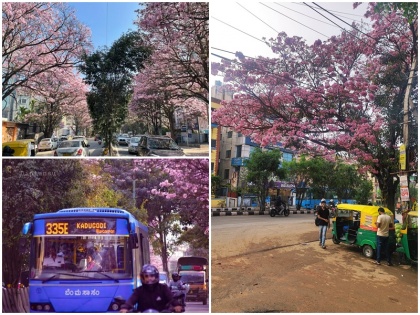 Once again Bengaluru streets painted in pink beautiful pictures surface on social media | एक बार फिर गुलाबी रंग में रंगीं बेंगलुरु की सड़कें, सोशल मीडिया पर छाई मनमोहक तस्वीरें, लोगों ने ऐसे किए कमेंट्स