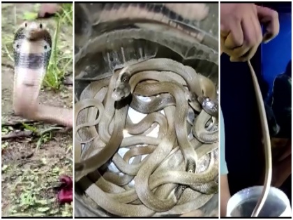 Chhattisgarh Janjgir-Champa district 5 days 5 snakes killed family members rescue team called 12 child cobras found house | छत्तीसगढ़: 5 दिन में निकले 5 सांप घर वालों ने मार डाले, जब रेस्क्यू टीम बुलाई गई तो घर से निकले 12 कोबरा के बच्चे, जानें पूरा मामला