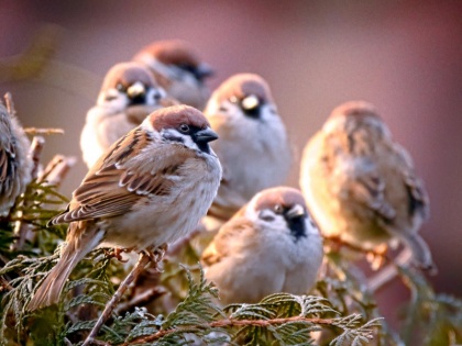 World Sparrow Day: Extinction of House Sparrow Chattering and a Death of our Childhood Memories | विश्व गौरैया दिवस: तुम्हारी चूं-चूं की आवाज आज भी याद करता है आंगन
