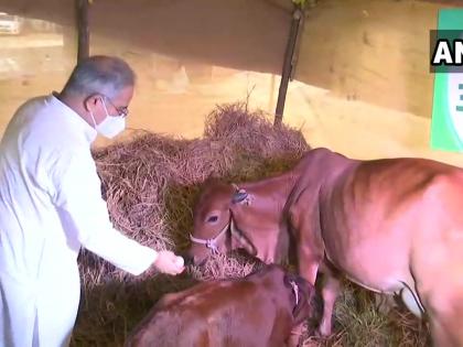 Chhattisgarh Chief Minister Bhupesh Baghel launches ‘Godhan Nyay Yojana’ Hareli festival celebrations | छत्तीसगढ़ में गोधन न्याय योजना शुरू, सरकार खरीदेगी दो रुपए किलो की दर से गोबर