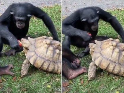 chimpanzee shares apple with tortoise watch video | चिम्पैंजी ने खिलाया कछुए को सेब, दोनों ने मिलकर की खूब मस्ती, वायरल हुआ वीडियो