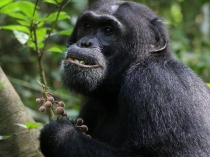 Chimpanzees seek out medicinal plants Scutia myrtina treat injuries and illnesses study finds find eat medicinal plants heal body claims read report see video watch | Chimpanzees: शरीर पर लगी चोट को ठीक करने के लिए 'स्कूटिया मायर्टिना' की छाल खा रहा था चिम्पैंजी, अध्ययन में दावा, पढ़िए रिपोर्ट