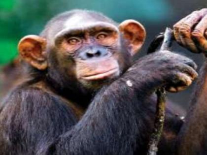 Belgium Woman banned from zoo for having affair with chimpanzee | नर चिंपैजी और महिला का अफेयर! चिड़ियाघर वाले हुए परेशान, अब महिला के अंदर आने पर लगाई रोक