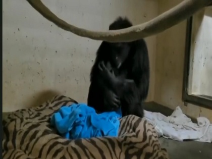 Viral Video: On seeing the chimpanzee mother hugged the newborn child, the whole zoo became emotional | Viral Video: चिंपैंजी मां ने देखते ही नवजात बच्चे को लगा लिया गले, पूरा चिड़ियाघर हुआ इमोशनल