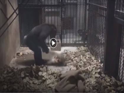 VIDEO: Smart chimpanzee imitates breeder in cleaning room in NE China | VIDEO: इस चिम्पांजी को पसंद नहीं गंदगी, खुद लगाता है झाड़ू, धोता है कपड़े